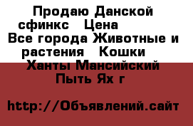  Продаю Данской сфинкс › Цена ­ 2 000 - Все города Животные и растения » Кошки   . Ханты-Мансийский,Пыть-Ях г.